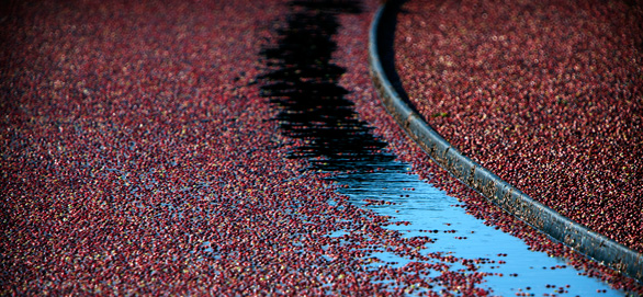 Cranberries float on water